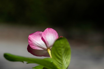 flor rosa com fundo desfocado escuro e cinza