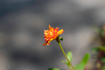 flor laranja com fundo cinza desfocado