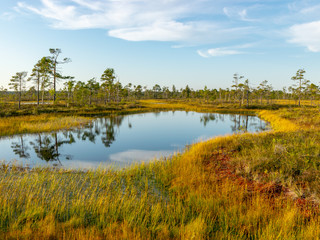 beautiful landscape with small bog lakes, wonderful reflection, white clouds, Nigula bog, Estonia