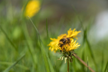 bee on yellow flower, bumblebee, Apidae 