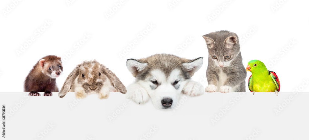 Poster Large group of pets  over empty white banner. isolated on white background. Empty space for text