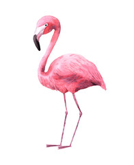 Watercolor tropical cute flamingoe