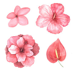 Watercolor pink tropical flowers set