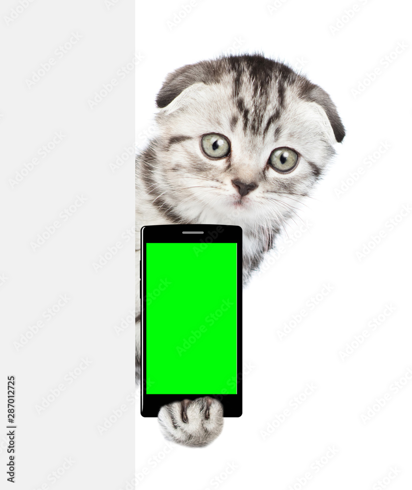 Poster tabby kitten holding smartphone in their paws behind empty white banner. isolated on white backgroun