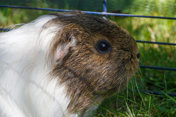 Close-up on the head of a guinea pig in grass