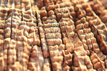 close up old wood