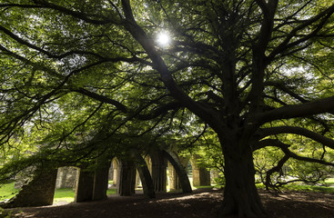Ruins of the Abbey in Margam park, Port Talbot, built in 1147, Wales, United Kingdom.