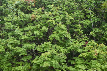 紅葉する直前の木々