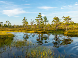 beautiful landscape with small bog lakes, wonderful reflections, white clouds, Nigula bog, Estonia