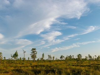 Obraz premium landscape with bog sunset colors, tree silhouettes, bog grass, Nigula bog, Estonia