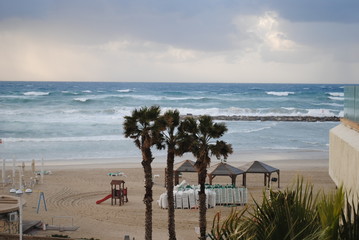 Three palm trees are on the beach on the Mediterranean coast before the storm