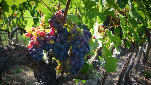 Red grapes on a vineyard during summer season in Chianti region. Tuscany. 4K UHD Video.