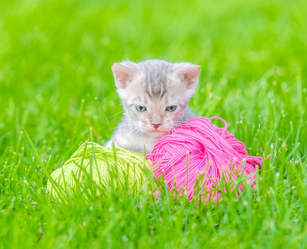 Blue Bengal kitten with ball of yarn sitting on green summer grass and looking at camera