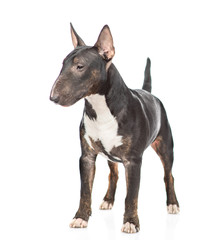 Miniature bull terrier dog standing and looking away. isolated on white background