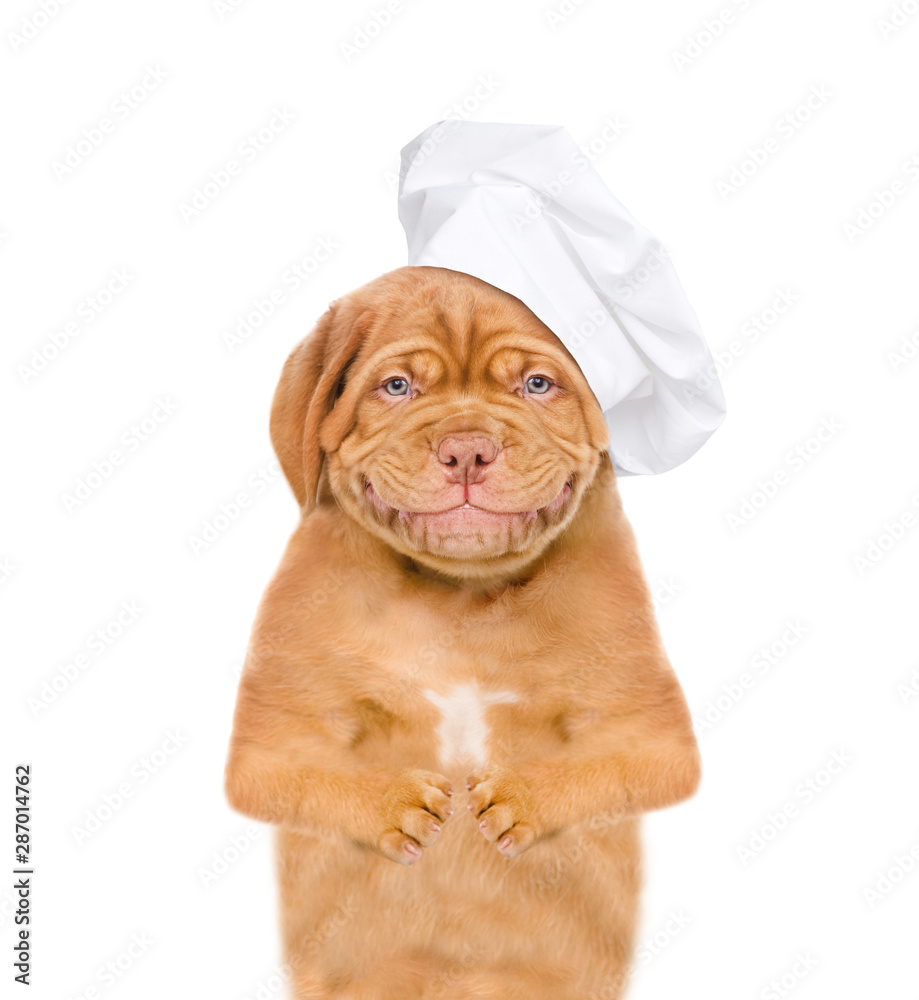 Poster Smiling puppy in chef's hat. isolated on white background