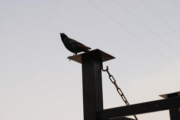 Black little bird on the pole at sunset