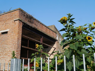 Abandoned Industrial Warehouse With Sunflowers