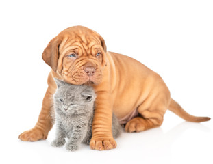 Portrait of a mastiff puppy with gray kitten. isolated on white background