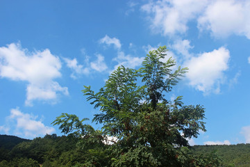 Obraz premium 나무가지잎