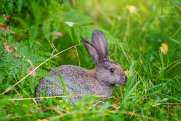 Rabbit sitting in green summer grass