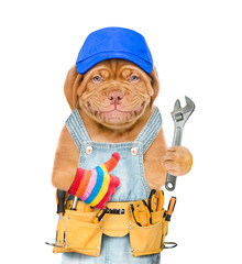 Naklejka premium Smiling mastiff puppy worker in blue cap with tool belt and adjustable wrench showing thumbs up. Isolated on white background