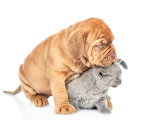 Playful mastiff puppy hugging baby kitten. isolated on white background