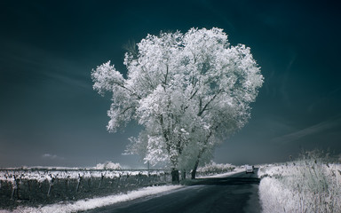 Infrared photo of a large tree near a rural road among the crop fields.