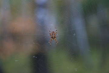 spider on web