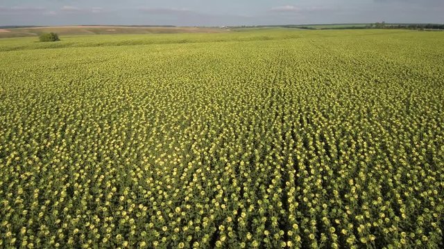 Field of ripe sunflowers. Aerial view.