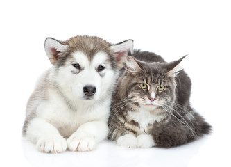 Alaskan malamute puppy  and adult maine coon cat lying together. isolated on white background