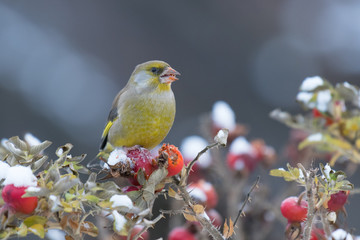 European Greenfinch (Carduelis chloris) feeding on frozen rose hip seeds