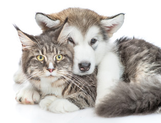 Alaskan malamute puppy  hugging adult maine coon cat. isolated on white background