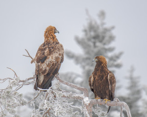 Two Golden eagles sitting on a tree branch on a cold winter day