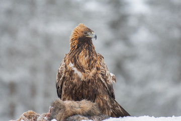 Golden Eagle (Aquila chrysaetos) guarding its prey
