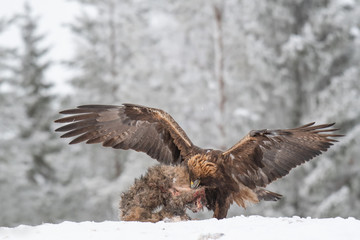 Golden eagle with wings spread rips pieces of meat from frozen racoon carcass