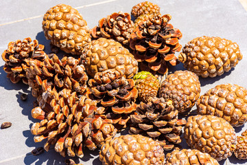 Set of sun-dried pine cones