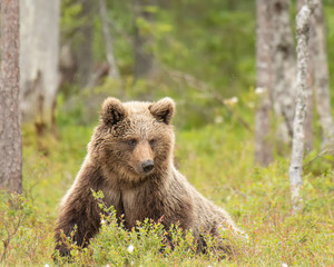 Obraz premium Young Brown bear (Ursus arctos) lying down on a Finnish bog