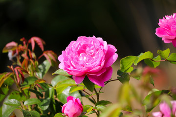 English Garden Flower