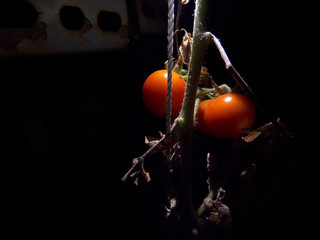 Planta de tomates cherry en la noche