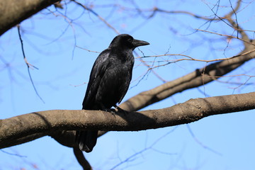 木にとまる横を向いたカラス