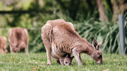 Fototapeta premium Kangroos eating grass