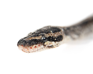 Close up Royal Python, or Ball Python (Python regius) looking at camera. Isolated on white background