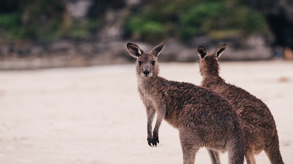 Kangroos at the beach