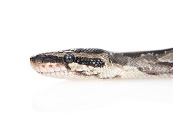 Close up Royal Python, or Ball Python (Python regius) in profile. Isolated on white background