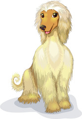 Afghan hound vector illustration sitting cheerful purebred dog. Smiling greyhound borzoi dog in cartoon style. Clipart isolated on white background