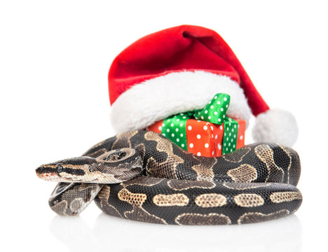 Snake with red christmas hat and gift box. isolated on white background