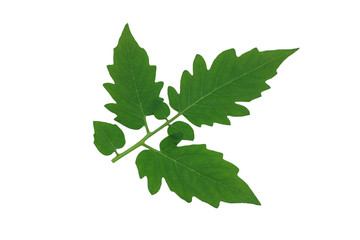 isolated​ tomato  leaf​ on​ white​ background.​ green​ leaves​ on​ white​ background.