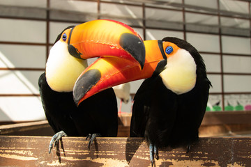 dois tucanos se entreolhando com os bicos cruzados como se fossem bons amigos