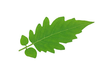 isolated​ tomato  leaf​ on​ white​ background.​ green​ leaves​ on​ white​ background.