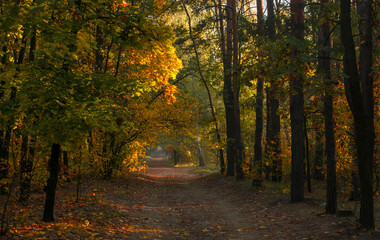 Forest. Sunny morning. Nice autumn weather. Beautiful autumn colors.
